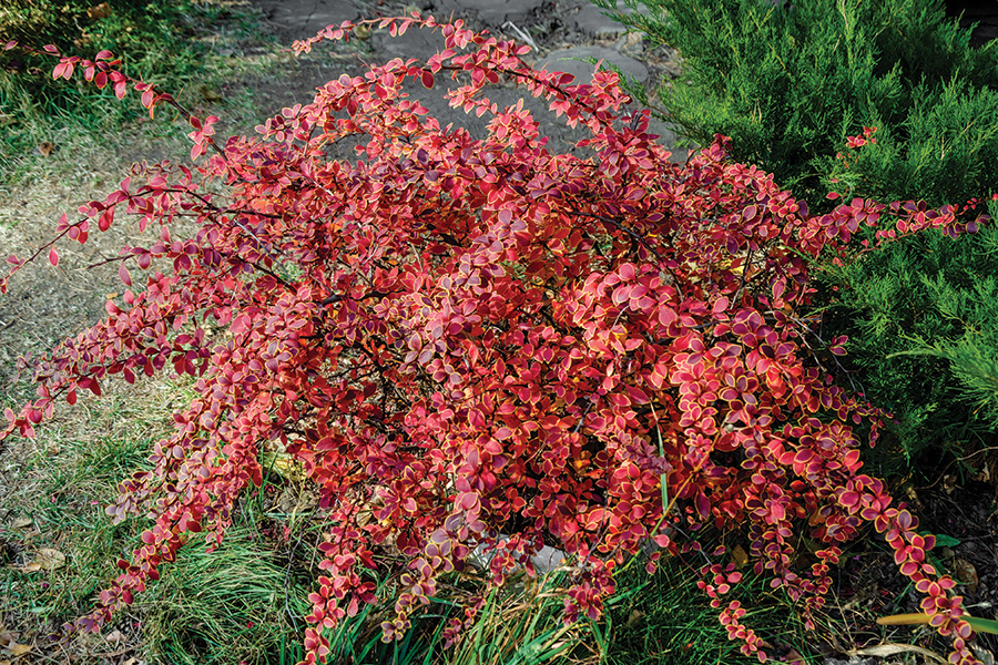 barberry-AdobeStock-Ninaveter